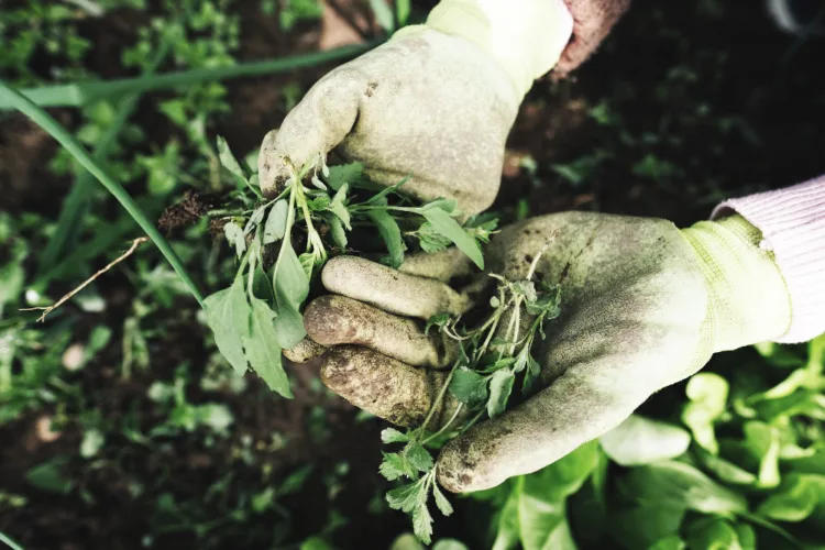 As you age, your garden and plans must evolve